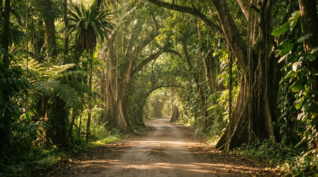 A lush green rain-forest road under a canopy of tall trees