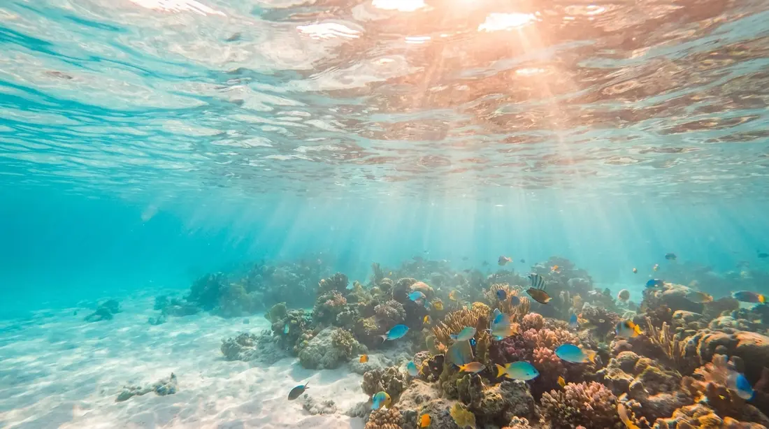 A colourful coral reef and tropical fish in clear Caribbean water